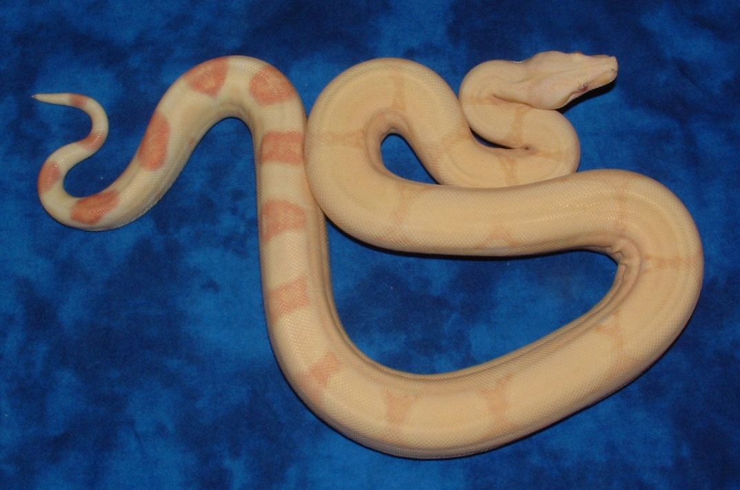 05 Albino poss het Stripe
