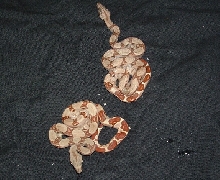 het sunglow 6