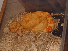 "03" female albino het stripe