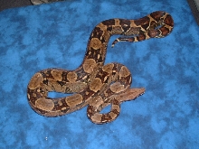 '03 het albino pic 1