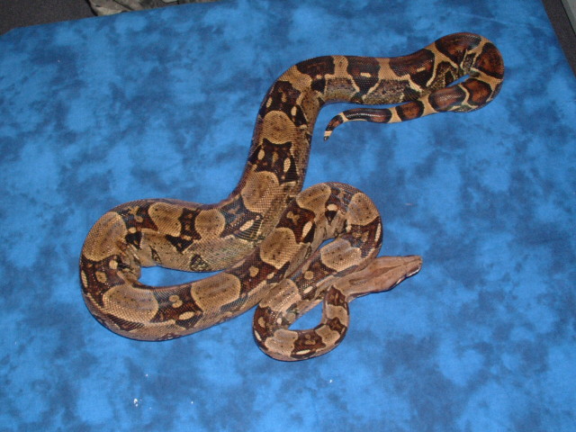 '03 het albino pic 1