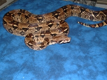 '03 het albino pic 2