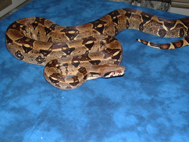 '03 het albino pic 2