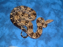 '04 het Albino female#4