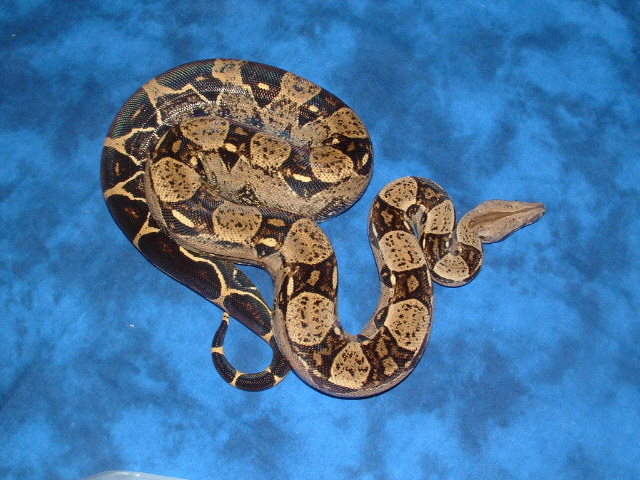 '04 het Albino female#4