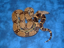 '04 female het albino pic 1