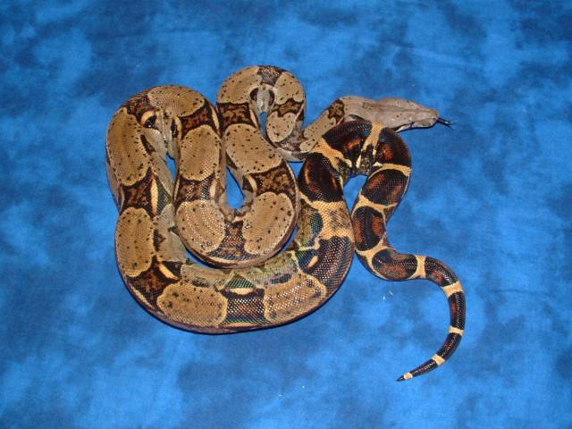 '04 female het albino pic 1