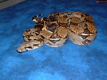 '04 female het albino pic 2