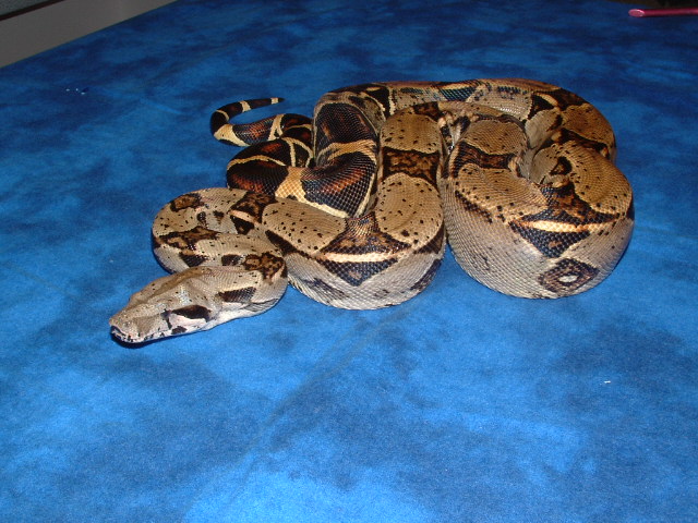 '04 female het albino pic 2