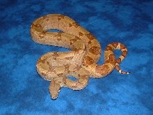 '04 hypo het albino pic 1