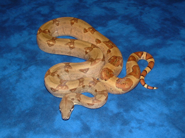 '04 hypo het albino pic 1