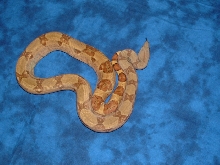 '04 male hypo het albino pic 2