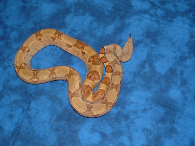 '04 male hypo het albino pic 2