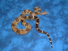'04 male het albino pic 1