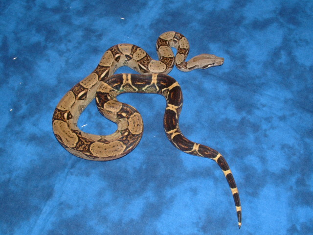 '04 male het albino pic 1