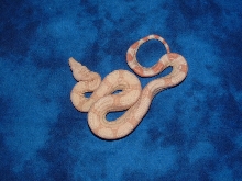 '06 Albino het Snow female 1
