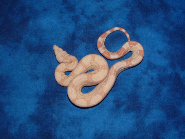 '06 Albino het Snow female 1