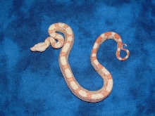 '06 Albino het snow male 2