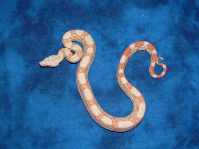 '06 Albino het snow male 2