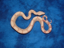 '06 Albino het Snow male 3