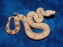 best albino female Pic #1