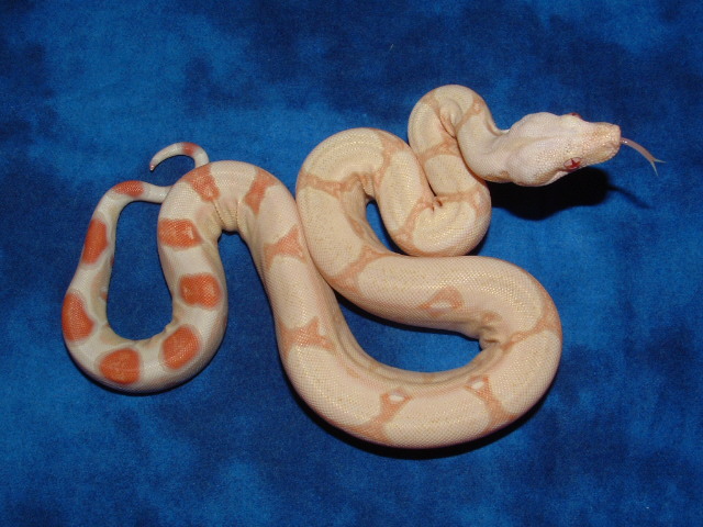 best albino female Pic #1