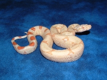 best albino female Pic #2