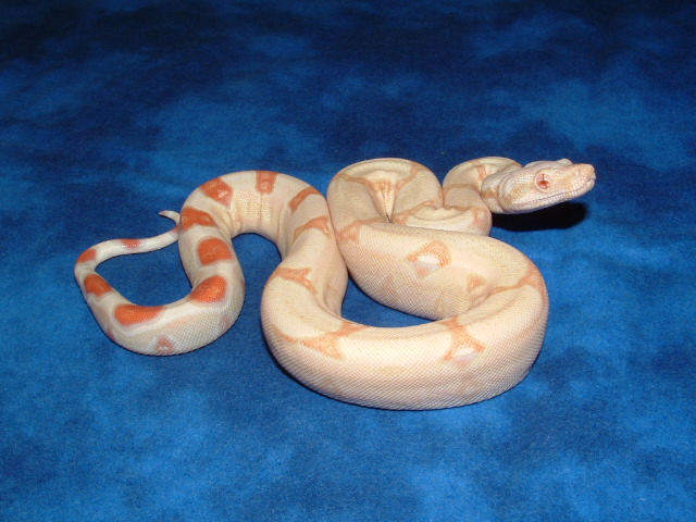 best albino female Pic #2