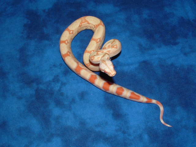 albino female het stripe Pic #1