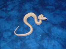 female snow boa #3