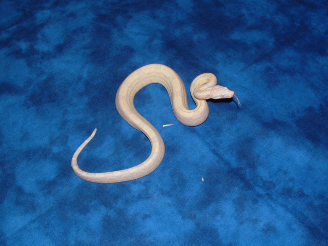 female snow boa #3