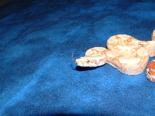 Paradox Striped Albino