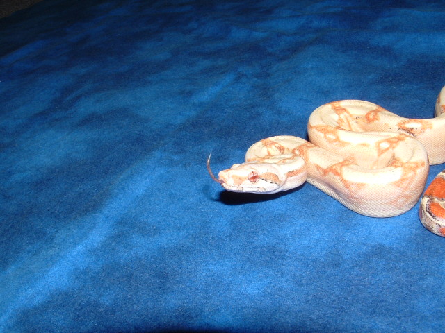 Paradox Striped Albino