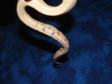 paradox belly