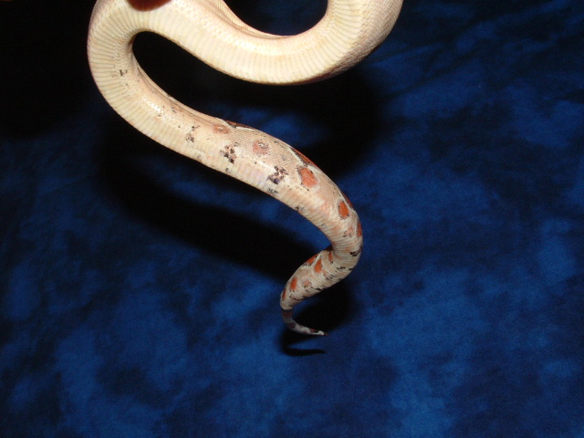 paradox belly