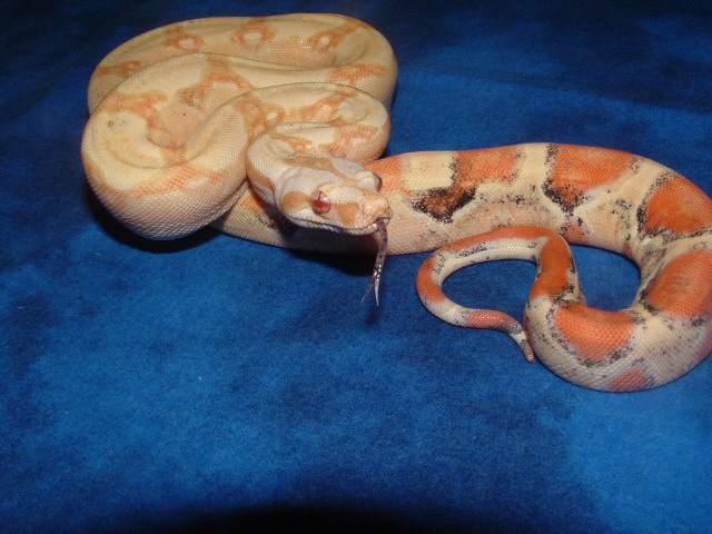 Paradox tongue