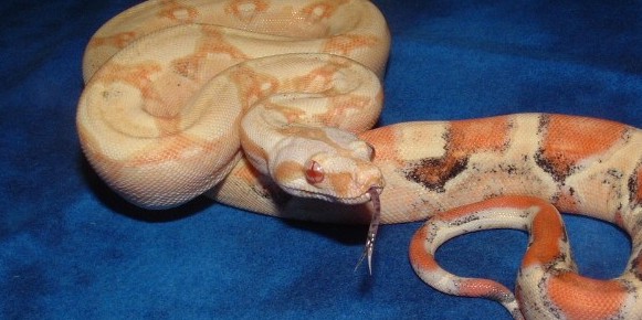 Paradox tongue close up