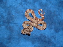 female poss triple het