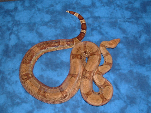 Proven Salmon/Hypo male
