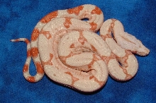 sunglow male