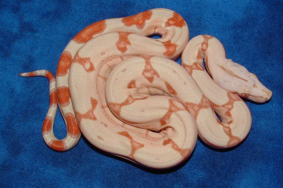 sunglow male