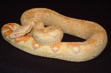 Albino female het stripe 20 months