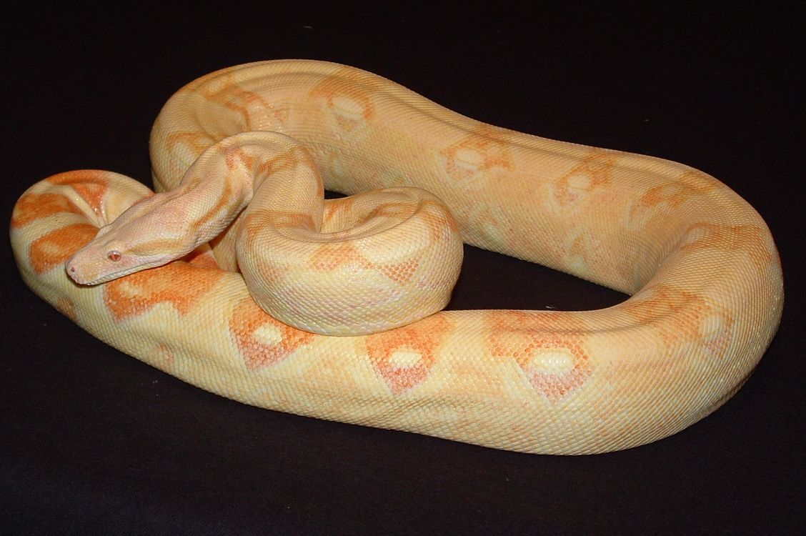 Albino female het stripe 20 months