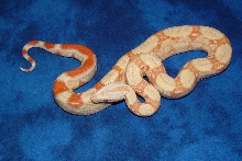 Striped Albino 7 months