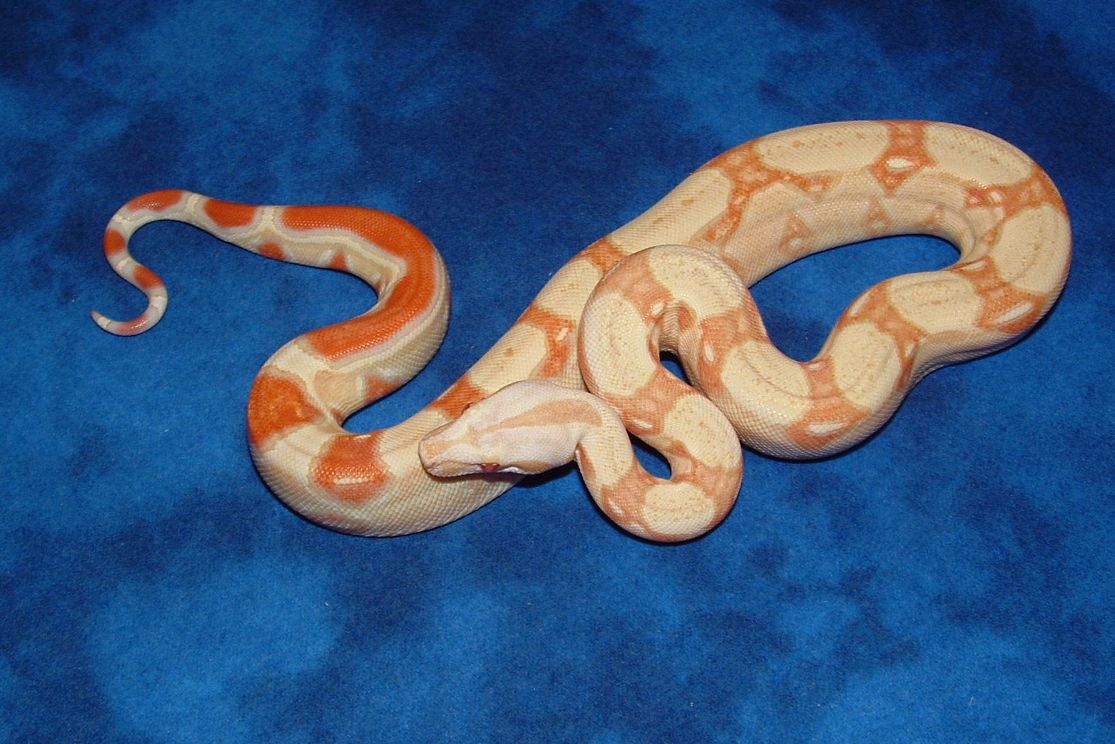Striped Albino 7 months