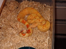 "03" female #2