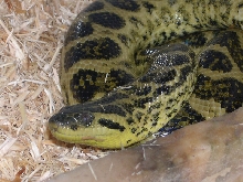 Kit's Yellow Anaconda