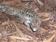 Better Pics of My Juvenile Golden Tegu