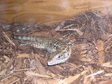 Another of my Juvenile Gold
