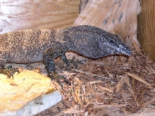 V. Rudicollis